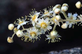  Oceanspray flower